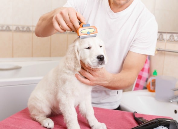 Vacuna De Bordetella