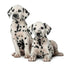 Puppy Pack de Vacunas